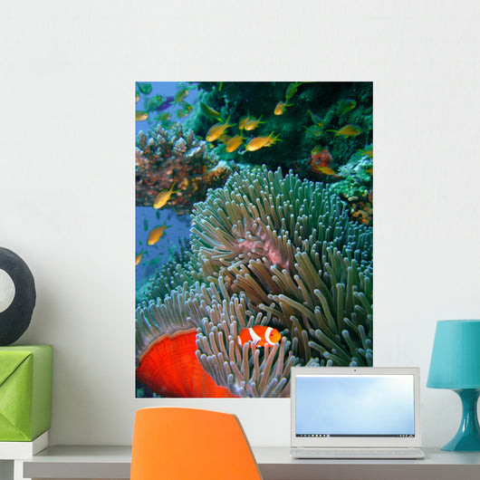 Colorful coral reef fish Wall Mural