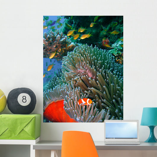 Colorful coral reef fish Wall Mural