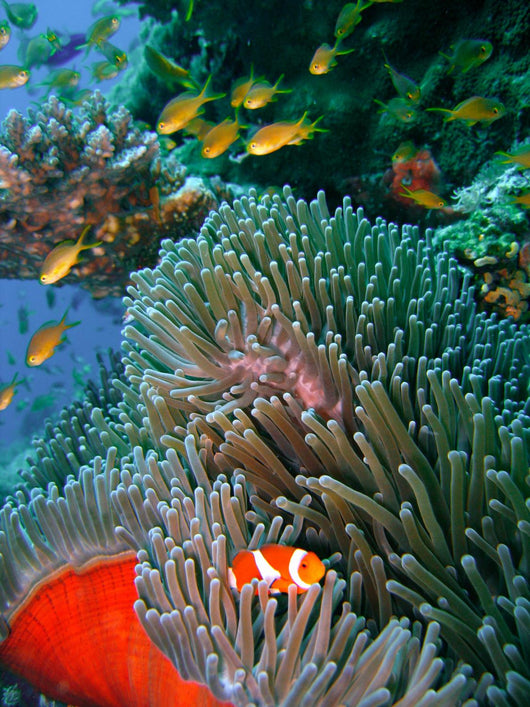 Colorful coral reef fish Wall Mural