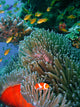 Colorful coral reef fish Wall Mural