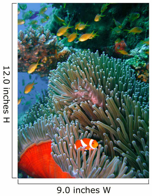 Colorful coral reef fish Wall Mural