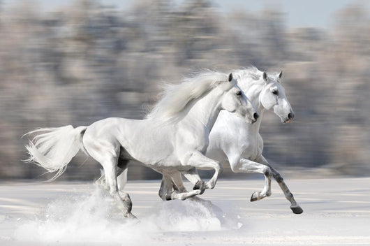 Two White Horses Winter