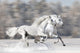 Two White Horses Winter