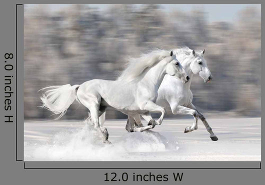 Two White Horses Winter