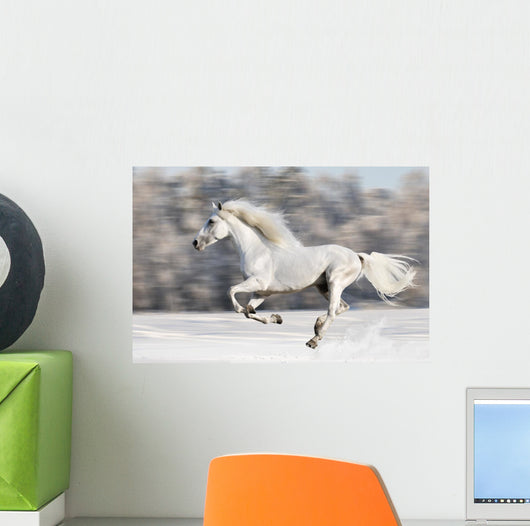 White Horse Runs Gallop in Winter Wall Mural