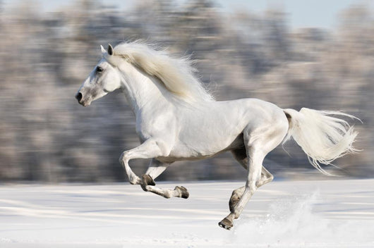 White Horse Runs Gallop in Winter Wall Mural
