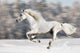 White Horse Runs Gallop in Winter Wall Mural
