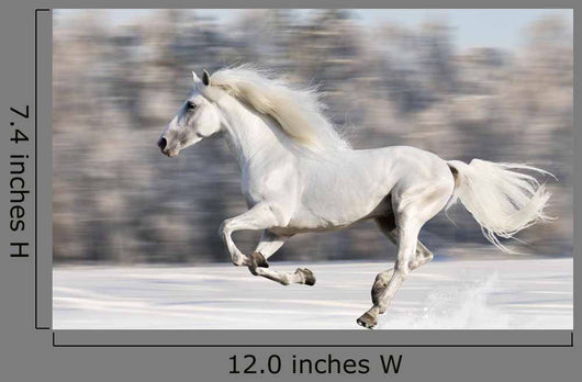 White Horse Runs Gallop in Winter Wall Mural
