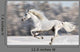 White Horse Runs Gallop in Winter Wall Mural