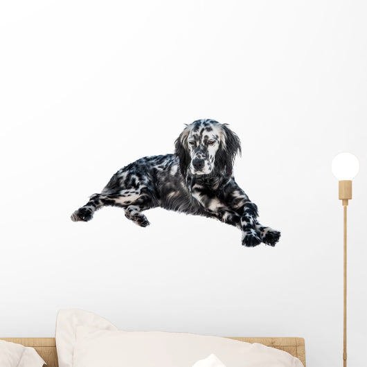 English setter dog Wall Decal