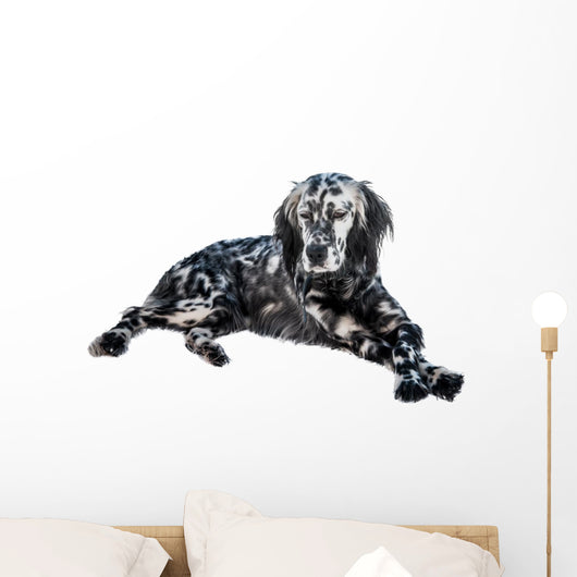 English setter dog Wall Decal