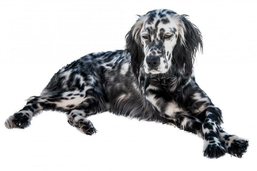 English setter dog Wall Decal