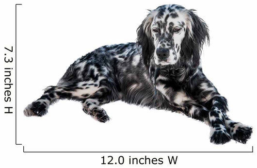 English setter dog Wall Decal