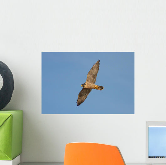 Peregrine Falcon in Flight Wall Mural