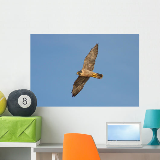 Peregrine Falcon in Flight Wall Mural