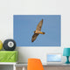 Peregrine Falcon in Flight Wall Mural