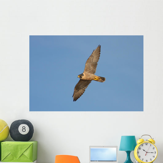 Peregrine Falcon in Flight Wall Mural
