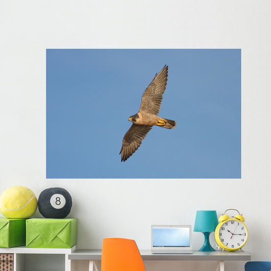 Peregrine Falcon in Flight Wall Mural