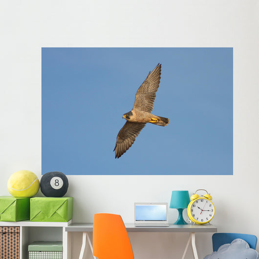 Peregrine Falcon in Flight Wall Mural