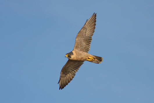 Peregrine Falcon in Flight Wall Mural
