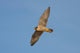 Peregrine Falcon in Flight Wall Mural