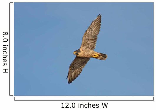 Peregrine Falcon in Flight Wall Mural
