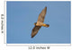 Peregrine Falcon in Flight Wall Mural