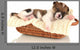 Beautiful Little Puppy Sleeping Wall Decal