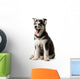 Adorable black and white with blue eyes Husky puppy Wall Decal