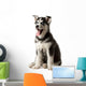 Adorable black and white with blue eyes Husky puppy Wall Decal