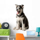 Adorable black and white with blue eyes Husky puppy Wall Decal