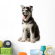 Adorable black and white with blue eyes Husky puppy Wall Decal