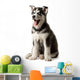 Adorable black and white with blue eyes Husky puppy Wall Decal