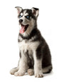 Adorable black and white with blue eyes Husky puppy Wall Decal