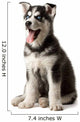 Adorable black and white with blue eyes Husky puppy Wall Decal