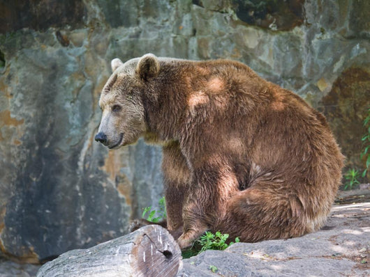 Brown Bear Wall Mural