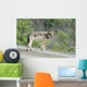 Grey Wolf Looking You Wall Mural