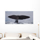Sperm Whale Shot Kaikoura Wall Mural