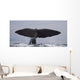 Sperm Whale Shot Kaikoura Wall Mural