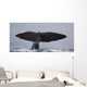 Sperm Whale Shot Kaikoura Wall Mural