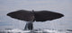 Sperm Whale Shot Kaikoura Wall Mural