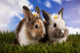 Spring Baby Bunny and