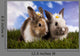 Spring Baby Bunny and