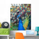 Beautiful colourful preening peacock Wall Mural