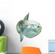 Ocean Sunfish (mola Mola) in Captivity Wall Decal