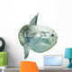 Ocean Sunfish (mola Mola) in Captivity Wall Decal