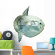 Ocean Sunfish (mola Mola) in Captivity Wall Decal