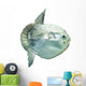 Ocean Sunfish (mola Mola) in Captivity Wall Decal