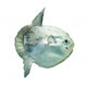 Ocean Sunfish (mola Mola) in Captivity Wall Decal