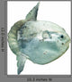 Ocean Sunfish (mola Mola) in Captivity Wall Decal